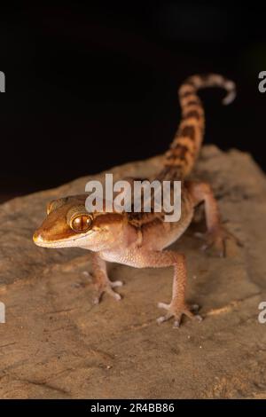 Geco di Stumpff (Paroedura stumpffi), sulla roccia di Ankify, Madagascar settentrionale, Madagascar, Africa orientale Foto Stock