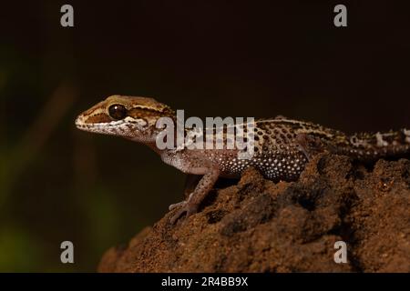 Gecko di Stumpff (Paroedura stumpffi), femmina, su cumulo di termiti nella foresta secca di Ankarafantsika, Madagascar occidentale, Madagascar, Africa orientale Foto Stock