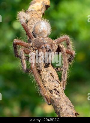 Tarantula (Encyocrate raffrayi) su ramo, Tsingy di Ankarana, Madagascar settentrionale, Madagascar, Africa orientale Foto Stock