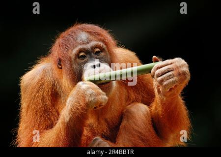 Giovane orangutano di Sumatran (Pango abelii) (Pango pygmaeus abelii), orangutano di Sumatran Foto Stock