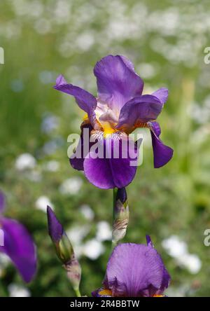 Ibrido di giglio tedesco (Iris germanica x ibrido), fiore, Renania settentrionale-Vestfalia, Germania Foto Stock