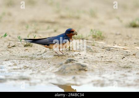 Stalla (Hirundo rustica) raccoglie fango per costruire nido, inghiottire, inghiottire, Grecia Foto Stock