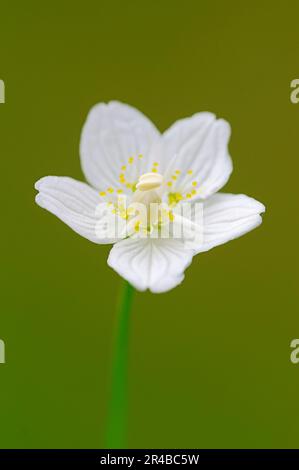 Baviera, erba palustre di Parnaso (Parnassia palustris) Germania Foto Stock