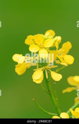 Senape selvatica (Sinapis arvensis), Renania settentrionale-Vestfalia, Germania, senape di campo, senape di Charlock, Senape di mais Foto Stock