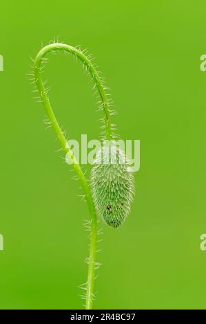 Papavero comune (Papaver rhoeas), gemma, Renania settentrionale-Vestfalia, Germania Foto Stock