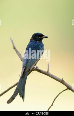 Black Drongo, parco nazionale di Keoladeo Ghana, Rajasthan, India (Dicrurus macrocerus) Foto Stock