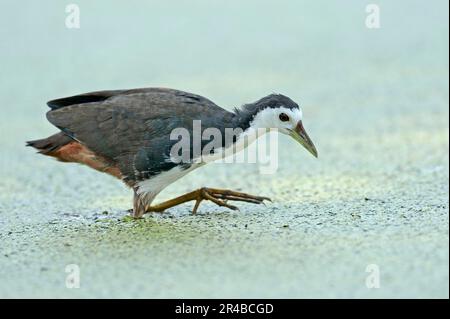 Bianco-breasted Waterhen, Keoladeo Ghana parco nazionale, Rajasthan, India (Amaurornis phoenicurus) (Gallinula phoenicurus) Foto Stock