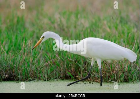 Intermediate Egret (Ardea intermedia) Parco nazionale Keoladeo Ghana, Rajasthan, India (Egretta intermedia) Foto Stock