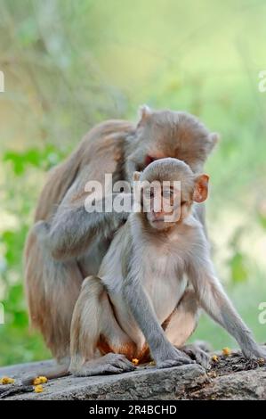 Scimmie rhesus, femmina con giovani, parco nazionale Keoladeo Ghana, Rajasthan, India, Rhesus Macaque (Macaca mulatta) Foto Stock