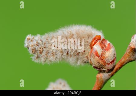 Pioppo grigio, catkin maschio, Renania settentrionale-Vestfalia, Germania (Populus canescens) Foto Stock