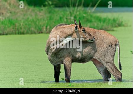 Nilgai (Boselaphus tragocamelus), maschio, parco nazionale di Keoladeo Ghana, Rajasthan, India, Blue Bull Foto Stock