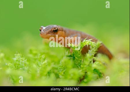 Smooth Newt (Triturus vulgaris) femmina, Nord Reno-Westfalia, Germania, comune Newt Foto Stock