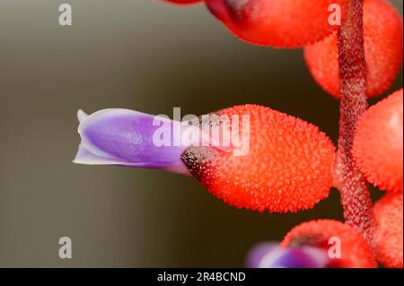 Bromeliad (Aechmea warasii) Foto Stock