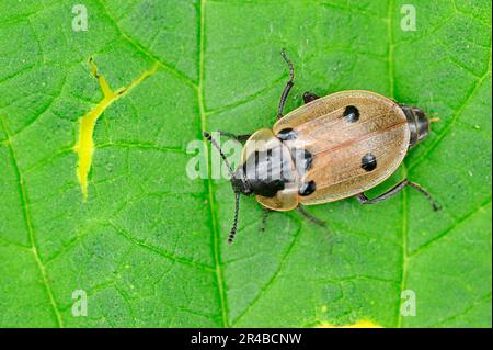 Seppellire Beetle (Xylodrepa quadripunctata), Renania settentrionale-Vestfalia, Germania Foto Stock