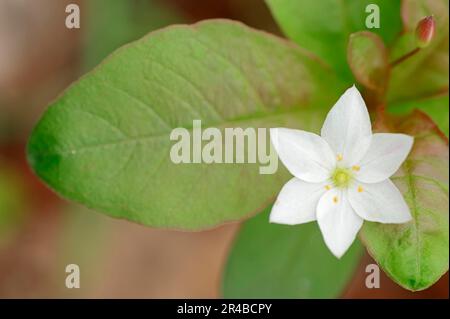 Wintergreen di ceci (Trientalis europaea), Renania settentrionale-Vestfalia, Germania, Myrsinaceae Foto Stock