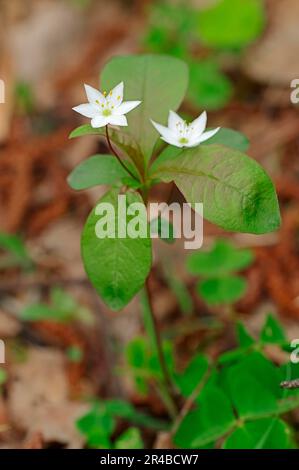 Verde invernale di ceci (Trientalis europaea), Renania settentrionale-Vestfalia, Myrsinaceae, Germania Foto Stock