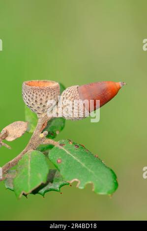 Acorn, Provenza, Francia del Sud (Quercus coccifera) (Quercus pseudococccifera), quercia di kermes, quercia di pino Foto Stock
