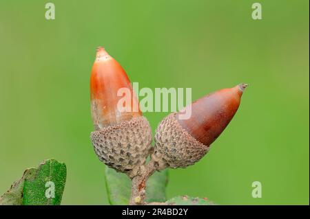 Acorn, Provenza, Francia del Sud (Quercus coccifera) (Quercus pseudococccifera), querce di kermes, querce di pin, ghiande Foto Stock