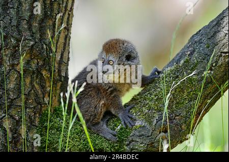 Lemur dolce Alaotran giovane (Hapalemur griseus alaotrensis), Lemur dolce di Lac Alaotra, Lemur bambù di Lac Alaotra, Lemur dolce grigio, Bambù Alaotran Foto Stock