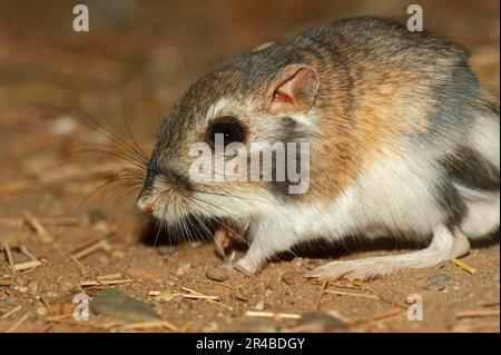 Ratto canguro di Merriam (Dipodomys merriami), ratto canguro di Merriam, ratto canguro di Merriam, ratto canguro di Merriam, ratto canguro di Merriam, ratto canguro di Merriam Foto Stock