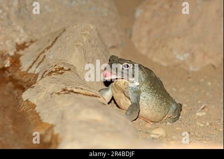 Toad del fiume Colorado (Bufo alvario), Toad del deserto di sonora Foto Stock