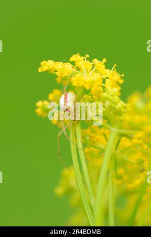 Spider a piedi pettinati, femmina, Renania settentrionale-Vestfalia, Germania (Enoplognatha lineata) (Enoplognatha ovata) (Theridion redimitum) Foto Stock