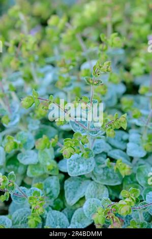 Dittany di Creta (Origanum dictamnus), Dittany cretese, Hop Majoram Foto Stock