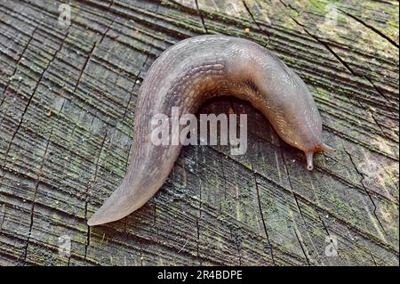 Tree (Slug Lehmannia marginata), Nord Reno-Westfalia, Germania Foto Stock