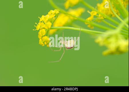 Spider a piedi pettinati, femmina, Renania settentrionale-Vestfalia, Germania (Enoplognatha lineata) (Enoplognatha ovata) (Theridion redimitum) Foto Stock