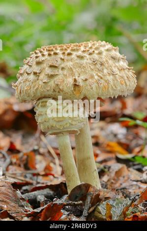 Funghi ombrello zafferano, ombrellone shaggy (rhacodes macrolepiota), fungo ombrello gigante zafferano, fungo ombrello zafferano, ombrello arrossante Foto Stock