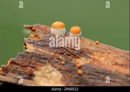 Nido d'uccello comune (Crocibulum laeve) Fungus, Renania settentrionale-Vestfalia, Germania, Nido d'uccello d'uovo bianco Fungo, Nido d'uccello bianco Fungus Foto Stock