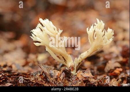 Corallo crestato, Renania settentrionale-Vestfalia, Germania (Clavulina coralloides) (Clavulina cristata) (Clavaria coralloides), Corallo Bianco Fungus Foto Stock