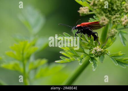 Scarabeo cardinale Pyrocrochroa coccinea scarabeo rosso arancio con antenne dentate distintive che mostrano alettoni aperti e in una fase di volo sulla vegetazione Foto Stock