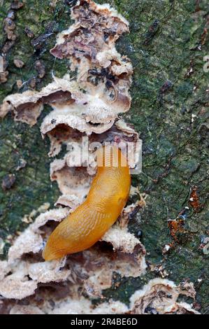 Piccolo riccio (Arion intermedius) mangia funghi, Renania settentrionale-Vestfalia, riccio riccio riccio, Germania Foto Stock