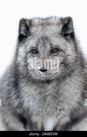 Volpe artica (Vulpes lagopus) (alopex lagopus) in inverno, volpe di ghiaccio, volpe di neve, volpe bianca Foto Stock