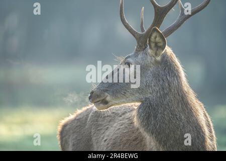 Primo piano di cervo rosso cornato maschio nella bella foresta nebbiosa nella stagione autunnale Foto Stock