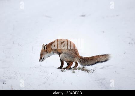 Red Fox (Vulpes vulpes vulpes) Foto Stock