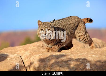 Bobcat (Lynx rufus), Monument Valley, Utah (Felis rufa), Creeping, USA Foto Stock