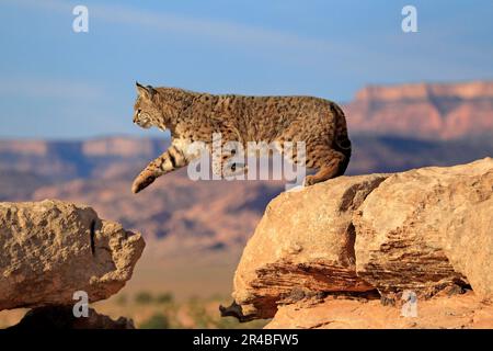 Bobcat (Lynx rufus), Monument Valley, bobcat (Felis rufa), USA Foto Stock