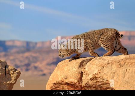 Bobcat (Lynx rufus), Monument Valley, bobcat (Felis rufa), USA Foto Stock