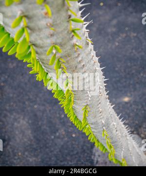 Un'immagine astratta di un singolo cactus a spirale ricoperto di spine che crescono in suolo vulcanico sull'isola di Lanzarote Foto Stock