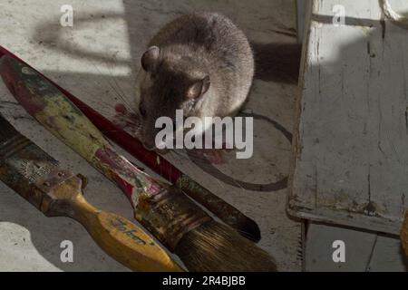 Corna grassa, corna commestibile (Glis glis) sul tavolo con pennelli Foto Stock