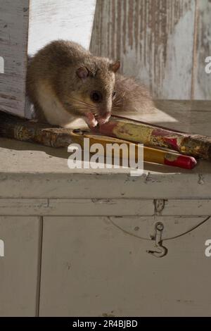 Corna grassa, corna commestibile (Glis glis) sul tavolo con pennelli Foto Stock