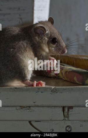 Corna grassa, corna commestibile (Glis glis) con pennelli, vecchia officina Foto Stock