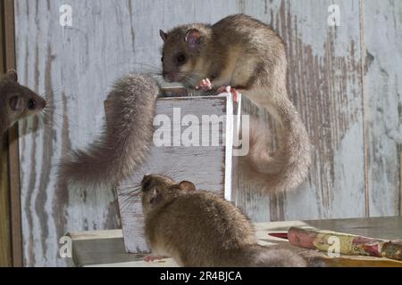 Corna grassa, corna commestibile (Glis glis) sul tavolo con pennelli Foto Stock