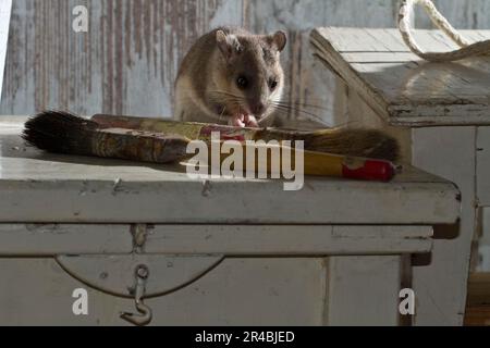 Corna grassa, corna commestibile (Glis glis) sul tavolo con pennelli Foto Stock