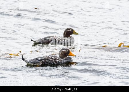 Falkland anatre a vapore (Tachyeres brachypterus), Isole Falkland Foto Stock