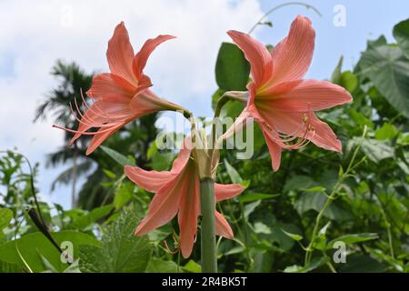 Basso angolo di vista dei due fiori rosa e arancione Hippeastrum fiorì su un gambo elevato in una zona boschiva Foto Stock