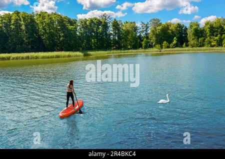 Ragazza in sella a bordo SUP vicino a un cigno bianco sul bellissimo lago, in piedi up paddle boarding avventura con la fauna selvatica nel distretto dei laghi in Germania Foto Stock