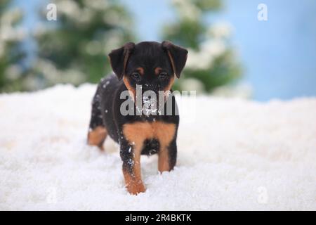 Tedesco Caccia Terrier, cucciolo, 6 settimane Foto Stock